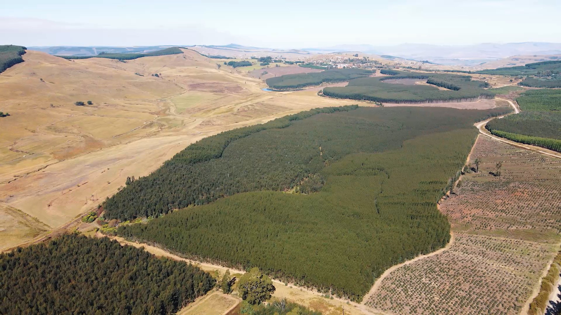 Productive Timber Farms Under the Gavel